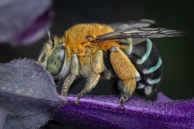 Amegilla sp.