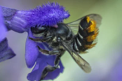 Megachile sp.