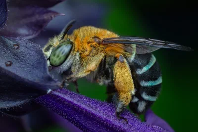 Amegilla sp.