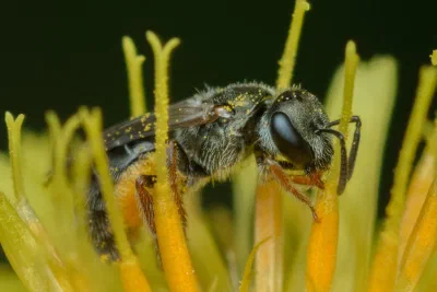 Lasioglossum (Homalictus) sp.