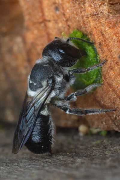 Megachile punctata