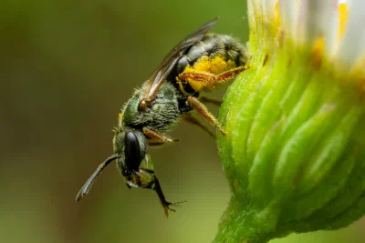 Lasioglossum (Homalictus) sp.