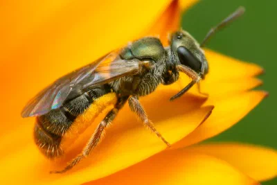 Lasioglossum (Homalictus) sp.