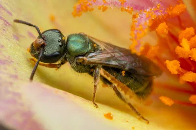 Lasioglossum (Homalictus) sp.