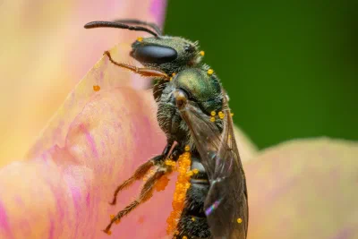 Lasioglossum (Homalictus) sp.