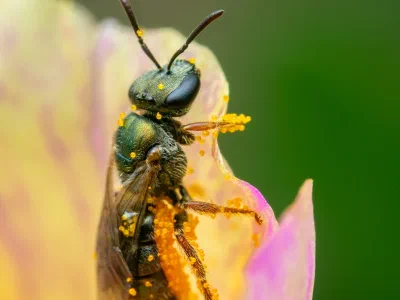 Lasioglossum (Homalictus) sp.
