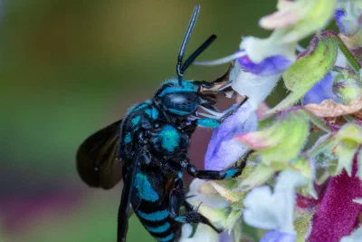 Thyreus nitidulus