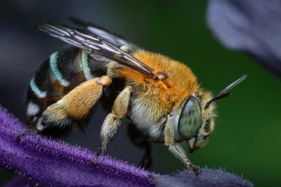 Amegilla sp.
