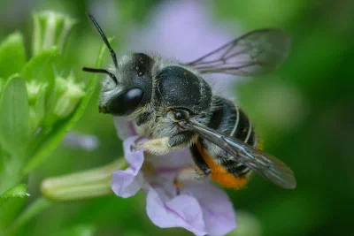 Afranthidium repetitum