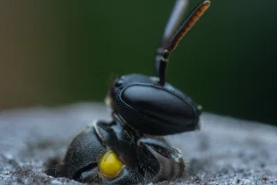 Hylaeus sp.