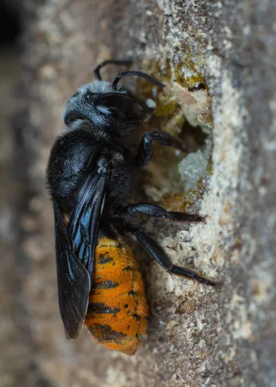 Megachile mystaceana