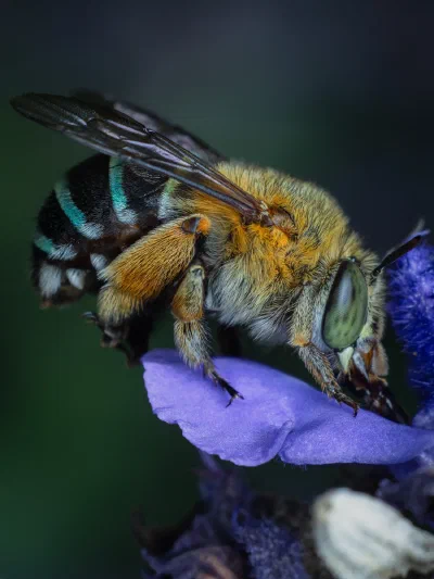 Amegilla sp.