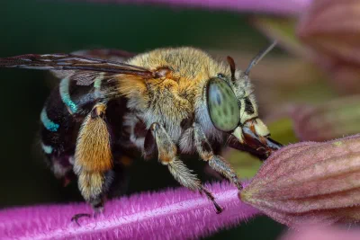 Amegilla sp.