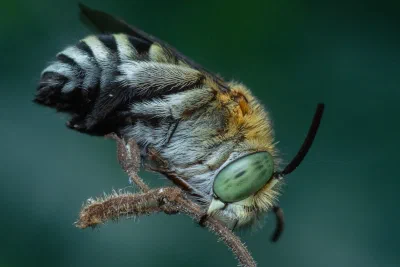 Amegilla sp.