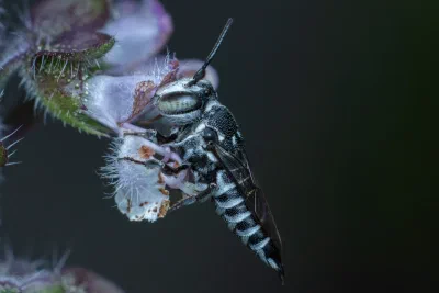 Megachile (Coelioxys) sp.
