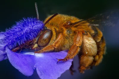 Amegilla (Asaropoda) sp.