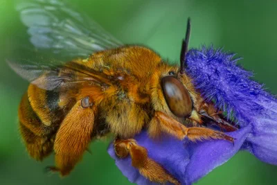 Amegilla (Asaropoda) sp.