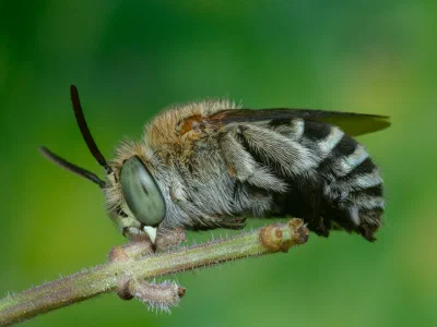 Hylaeus sp.