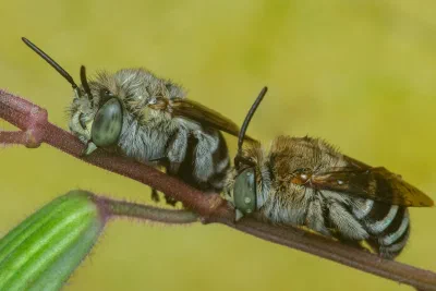 Amegilla sp.