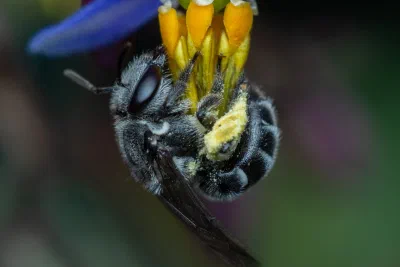 Lipotriches sp.