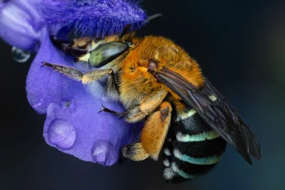 Amegilla sp.