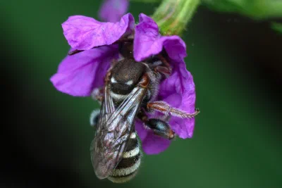 Lipotriches phanerura