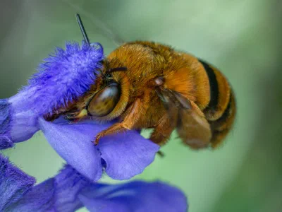 Amegilla (Asaropoda) sp.