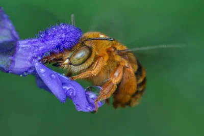 Amegilla (Asaropoda) sp.