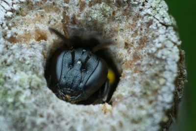 Hylaeus sp.