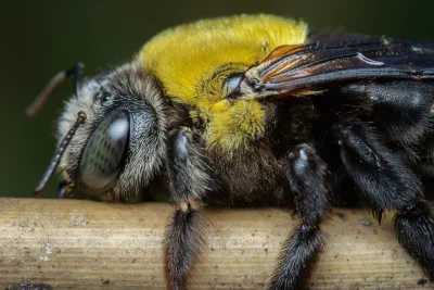 Xylocopa (Maiella) sp.