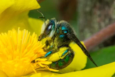 Xylocopa bombylans