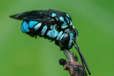 Thyreus nitidulus