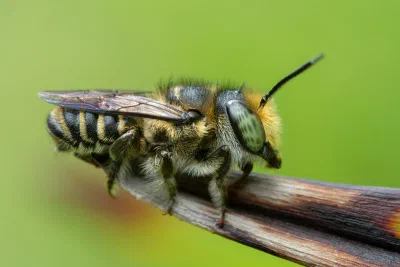 Megachile sp.