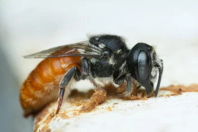 Megachile deanii