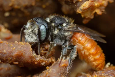 Megachile deanii