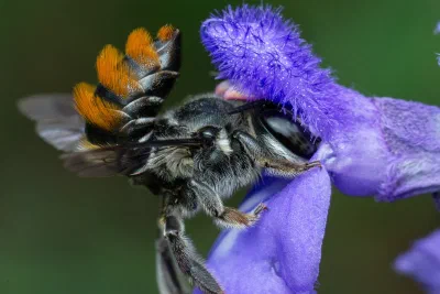 Megachile sp.