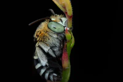 Amegilla sp.