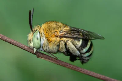 Amegilla sp.