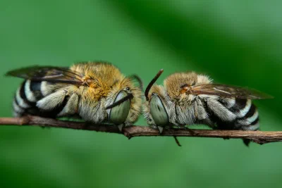 Amegilla sp.