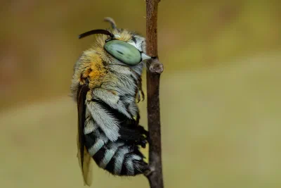 Amegilla sp.