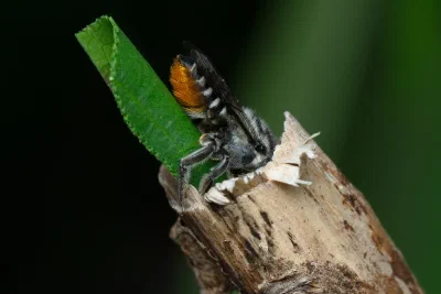 Megachile sp.