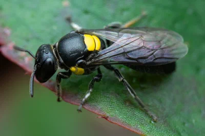 Hylaeus sp.