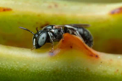 Ceratina australensis