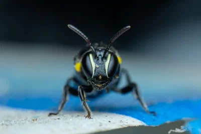 Hylaeus nubilosus