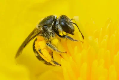 Lasioglossum sp.