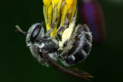 Lipotriches sp.