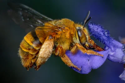 Amegilla (Asaropoda) sp.