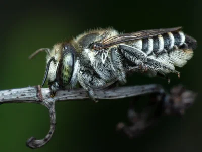 Megachile sp.