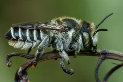 Megachile sp.