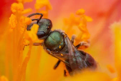 Lasioglossum (Homalictus) sp.